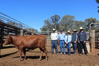 Coolabunia sale results reveal market mood for Belmont Red females