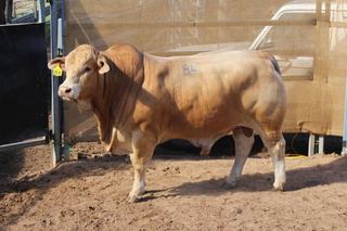 Charbray goes top, Charolais lift average at 2026 Kandanga Valley sale