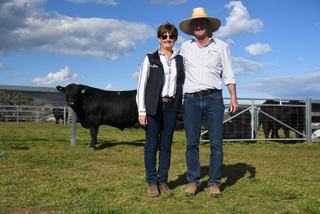 Heart Angus secures 100pc clearance, as buyers chased genetics from new sires