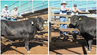 Low birth weight winning trait for two top-priced buyers at 2026 Landfall Angus sale