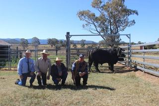 Money in Moola: Brangus bull outperforms Angus at inaugural multi-breed sale