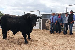 Brangus goes top, bulk buyer gets 10 Angus bulls at 2026 Marcella sale