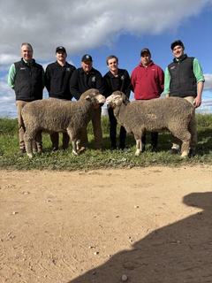 Buyers willing to travel for meaty, white wool rams at Sandalwood Poll