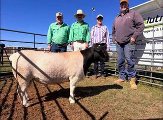 Top price, averages, soar more than $2000 higher in Cobar Dorper ram sale
