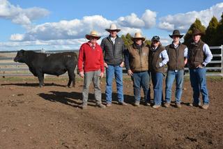 Repeat, new bidders make the day for Bald Blair Angus as Armidale buyer doubles up