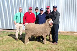 EP stud cracks $3k average in best South Australian ram sale to date