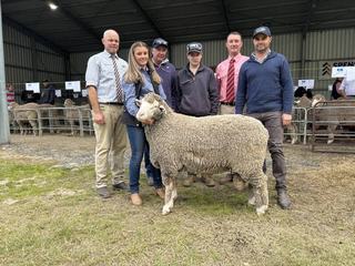 'Crispy white wools' draw strong competition at Rices Creek's SE ram sale