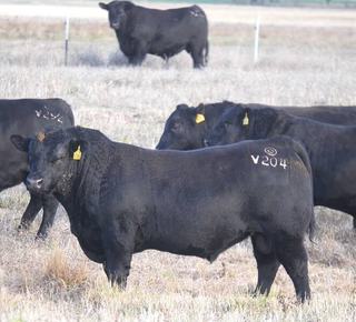 Buyers from five states chase unique Eaglehawk Angus genetics