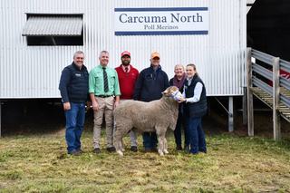 Top Carcuma North Poll Merino ram bound for stud duties near Keith
