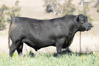 Strong competition for lengthy, deep bulls at annual Coolie Angus sale