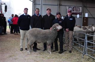 'Best ram sale ever' for Mallee Hill Merino and Poll Merino at Ceduna