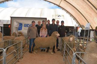 Western Australian bidders compete with locals on top price Ridgway ram