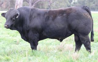 Return buyers bid strongly at Northern Limousin Breeders Sale in Scone