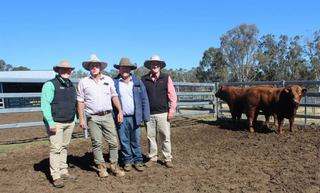 'It's crazy': red bulls outperform black at major Benjarra Limousin sale