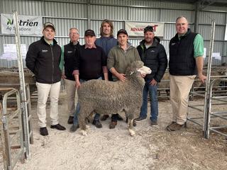 A new leader in SA's best ram sale of the year as Ridgway Advance set high bar