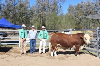 Lucrana shatters record with $47,000 top price at Texas Simmental sale