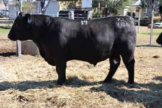 Graneta Angus celebrates total clearance, second best ever result at sale