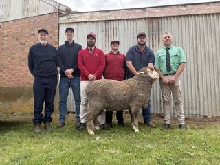 Repeat buyers compete with new interstate interest at Radnor ram sale