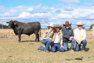 Sandon Glenoch Angus 2026 sale achieves solid average ahead of herd dispersal