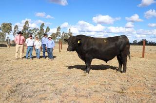 Fairview Black Simmentals sale defies dry conditions with strong results
