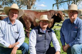 Watasanta bull sells to $55,000, with 'extraordinary' prices for Santa heifers