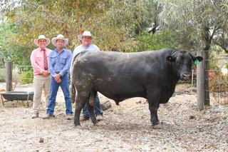 Bulliac Angus sale a triple treat as three lots take out equal top price