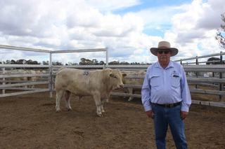 Charolais in demand: Barambah-Dale hits $1.1 million gross near Dalby