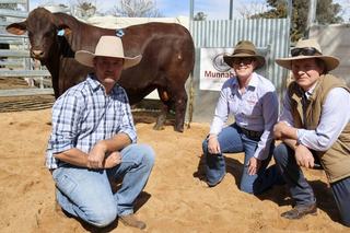 Munnabah bull hits $85,000, bound for high profile Queensland Santa stud