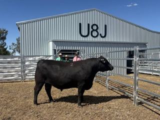 Repeat commercial buyers lead bidding at U8J Cattle annual Angus sale