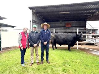 Weight and depth drive bull to top price for first-time buyers at Kidman Angus