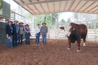 Agent gets top-price bull at Kingaroy Simmental sale for his family's stud