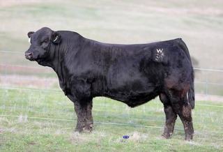 Strong commercial demand drives prices at online Valley Creek Simmental sale