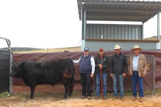How a school-loaned bull was the star of the Gold Crest Limousin sale