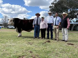 Carcase weight, yield drive Truro Whiteface sale with increased competition from Qld