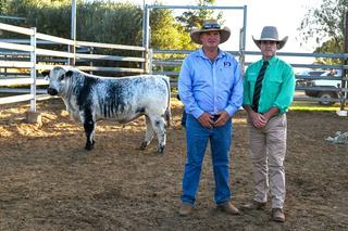 Repeat buyers dominate JAD Speckle Park and Angus bull sale at Rolleston