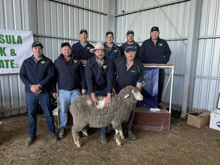 New bidders, loyal clients produce top result at Nantoura Poll Merino sale