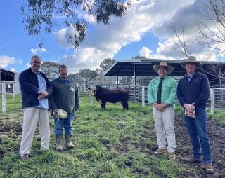 Heifer bulls in demand at Wirruna's spring sale as new client picks up top future sire
