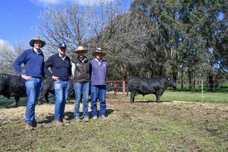 'No lulls' in 215-head catalogue at Rennylea Angus as top bulls head to Tasmania