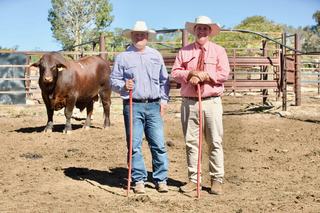 Yarrabee and Wilamba bulls in high demand at Springsure selling complex