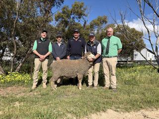 Top Gunallo ram, with 'impeccable' background, bound for stud duties in Mid North