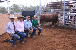 Why the heaviest bull of Simmental & Fleckvieh sale fetched the big bucks