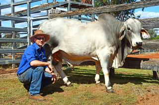 Poll genetics prove their worth as WA buyer pays top price for Brahman