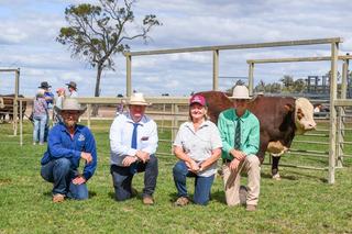 North Burnett buyer takes home top-price Devon Court bull amid stiff competition