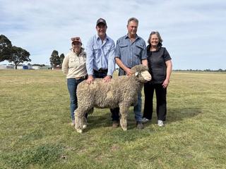 Pendarra and Stockton Merino studs share top honours at multi-vendor sale