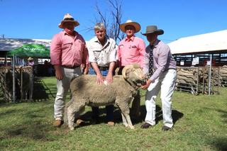 Repeat buyer secures top horned and polled rams at Terrick Merino sale