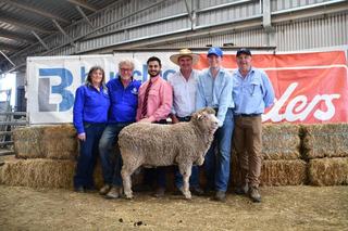 Dream season and strong markets inject confidence at Pastora Poll Merinos