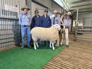 Top genetics in demand: Nundoone, Bindaree stud rams reach dual top price