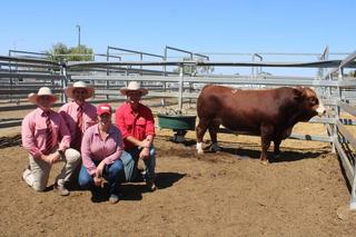 Biarra Valley Victory: victorious as top-price Simmental bull at CQ sale