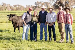 The 'complete package': Millah Murrah bull smashes national record price
