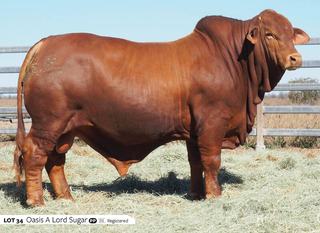 Oasis A bulls highly sought after at Carnarvon Classic Droughtmaster sale